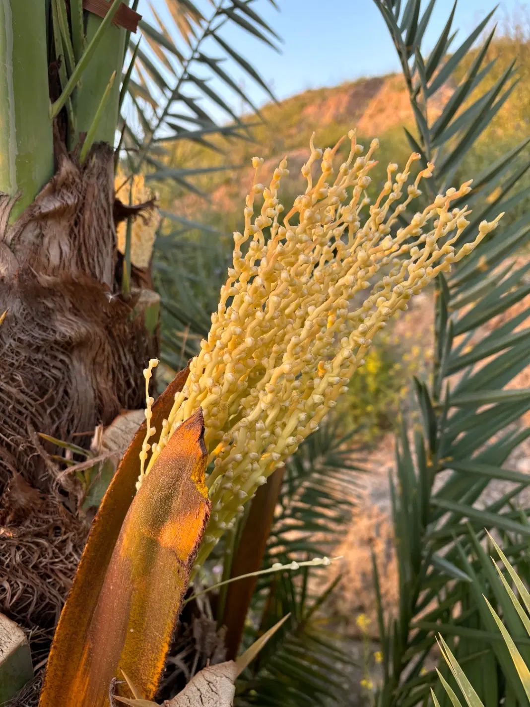 فروش زمین کشاورزی صالح آباد(سندتک برگ)