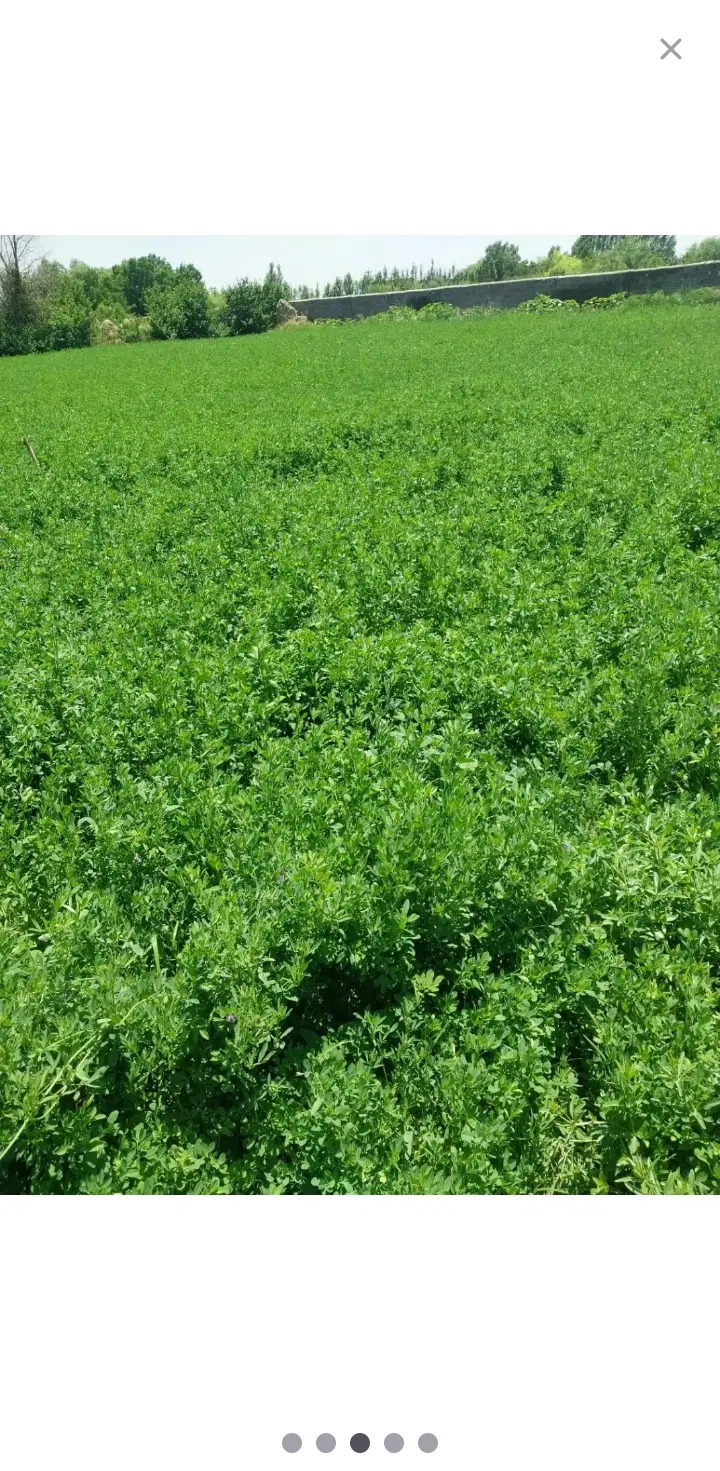 زمین شهرک علوی