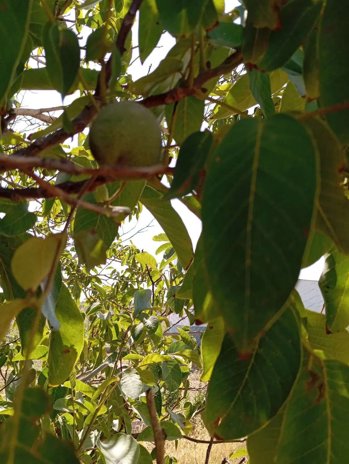 زمین باغ کشاورزی