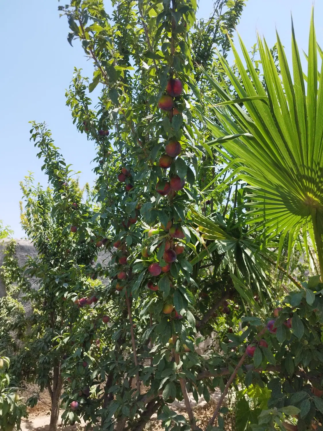 ۳۰۰ متر دارای آب برق گاز(یوسف رضا)