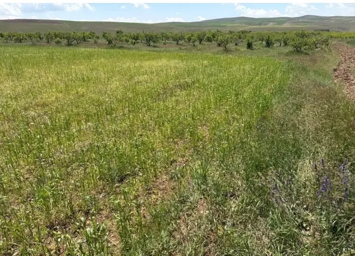 زمین زراعی۲۵۰۰متر