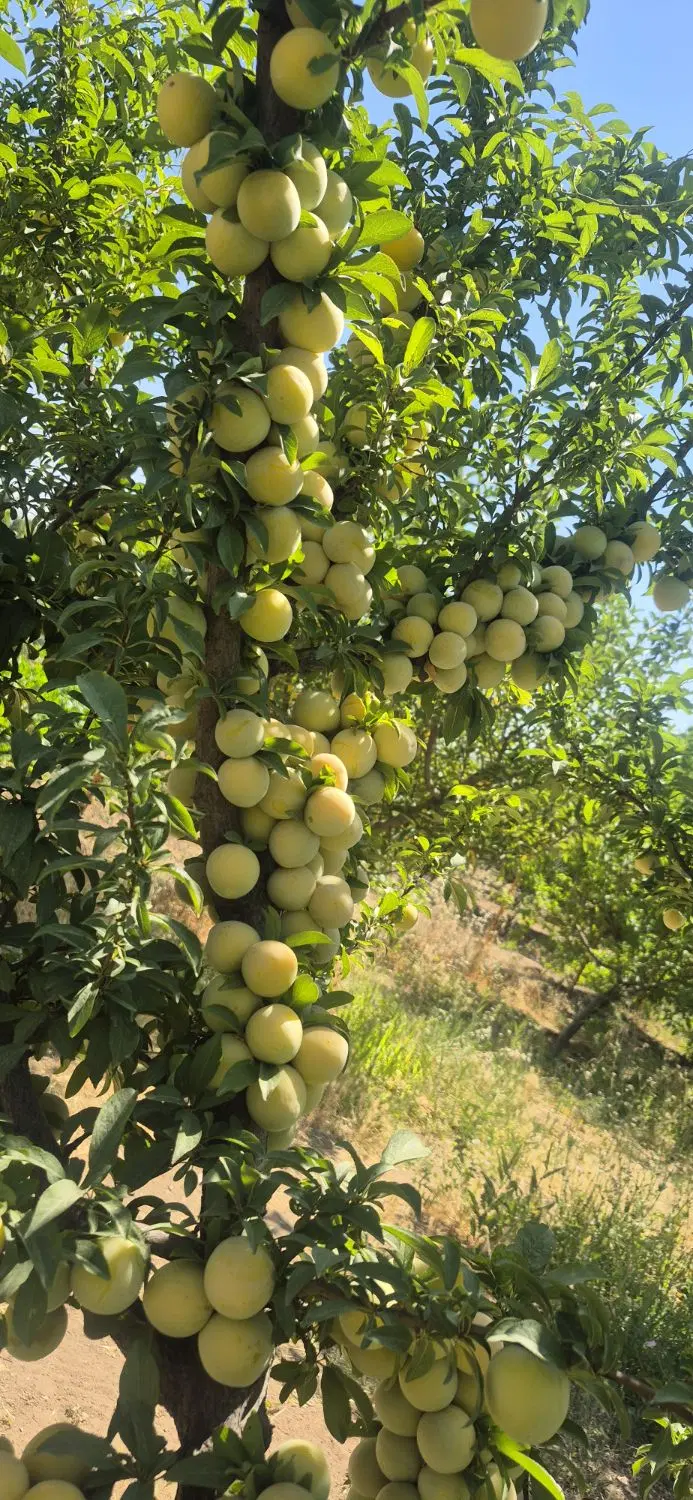 باغ باغچه