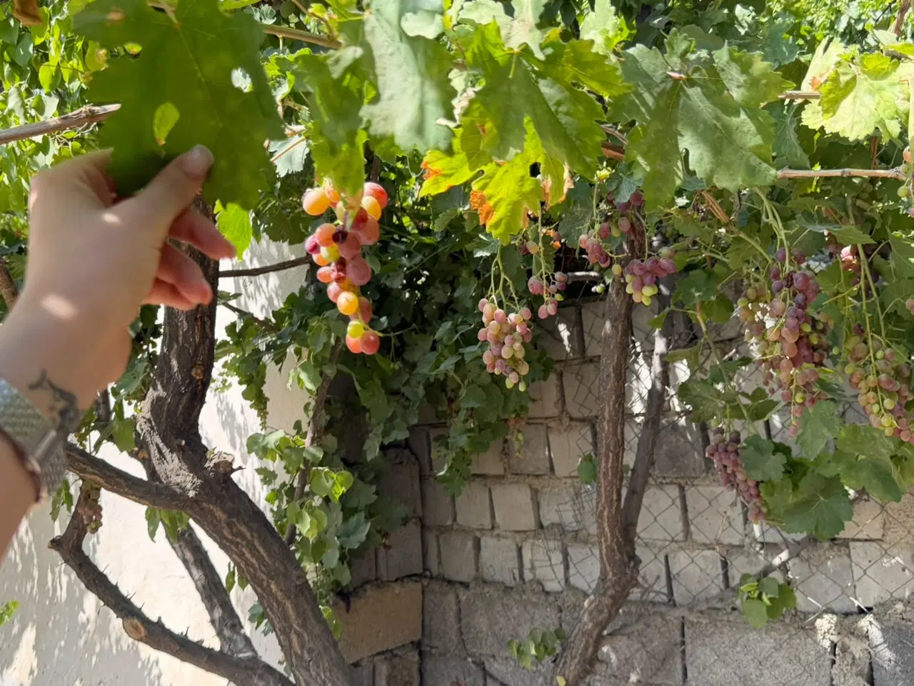 باغچه 1500متری با ویلایی تک خواب تهاطر باخودروملک