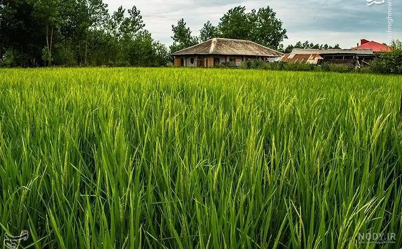 زمین زراعی