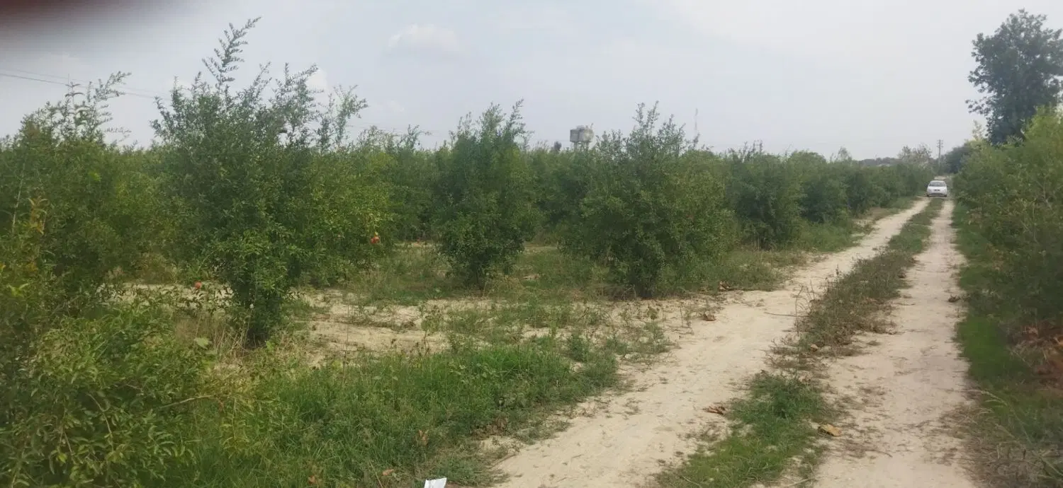 زمین باغی یساقی
