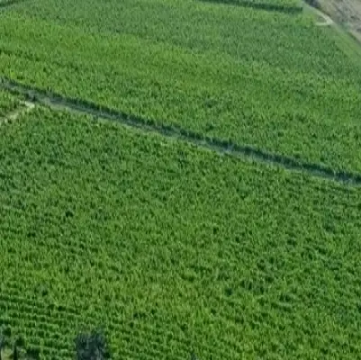 زمین زراعی واقع درتازه شهر