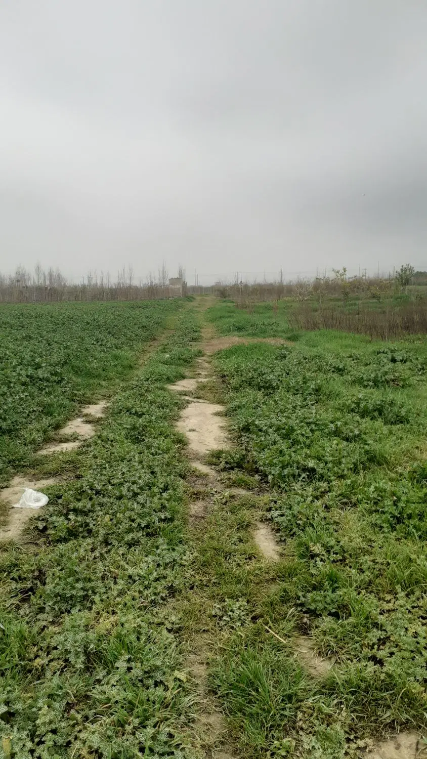 زمین باغی کشاورزی