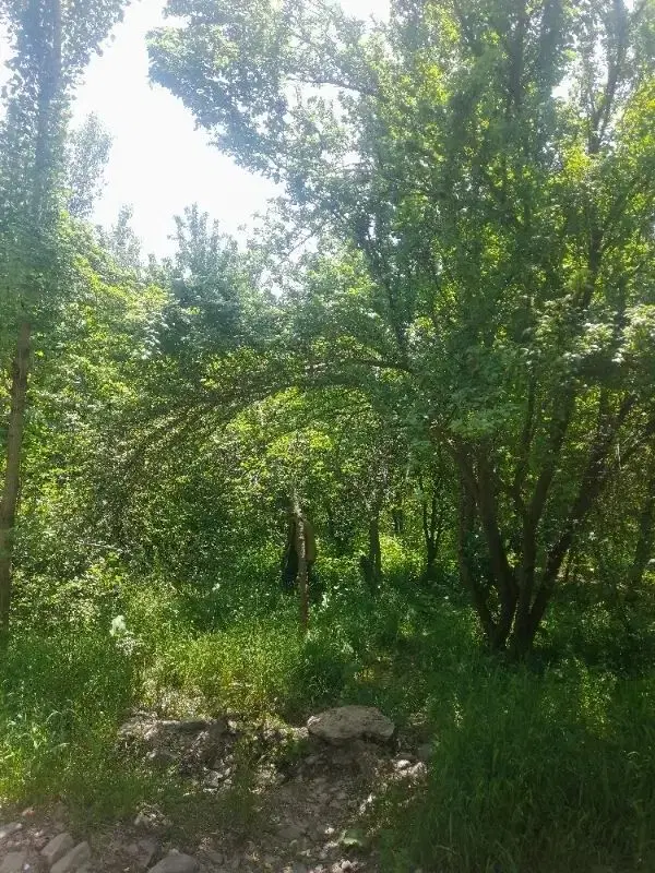 باغ میوه گلمکان