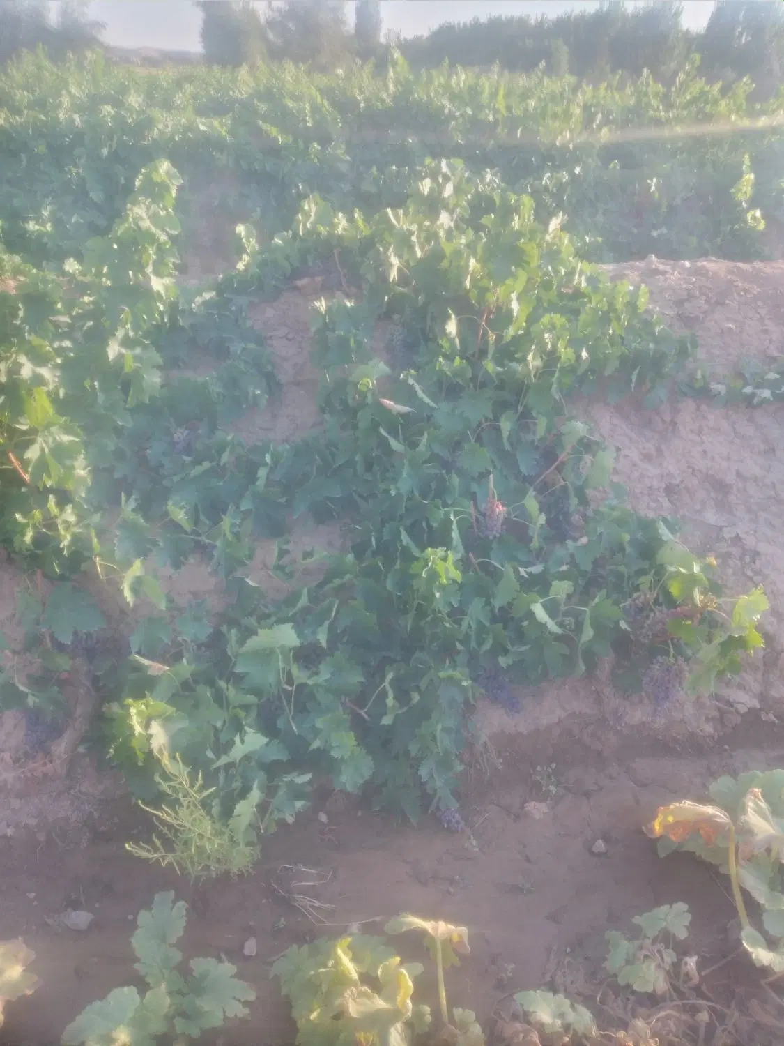 اجاره ای انگور مویز بی دانه