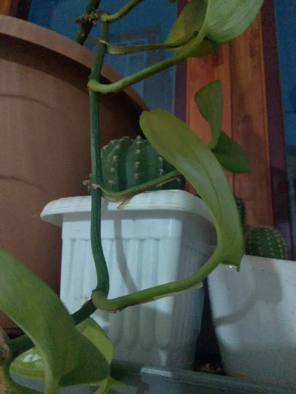 یک قطعه باغ