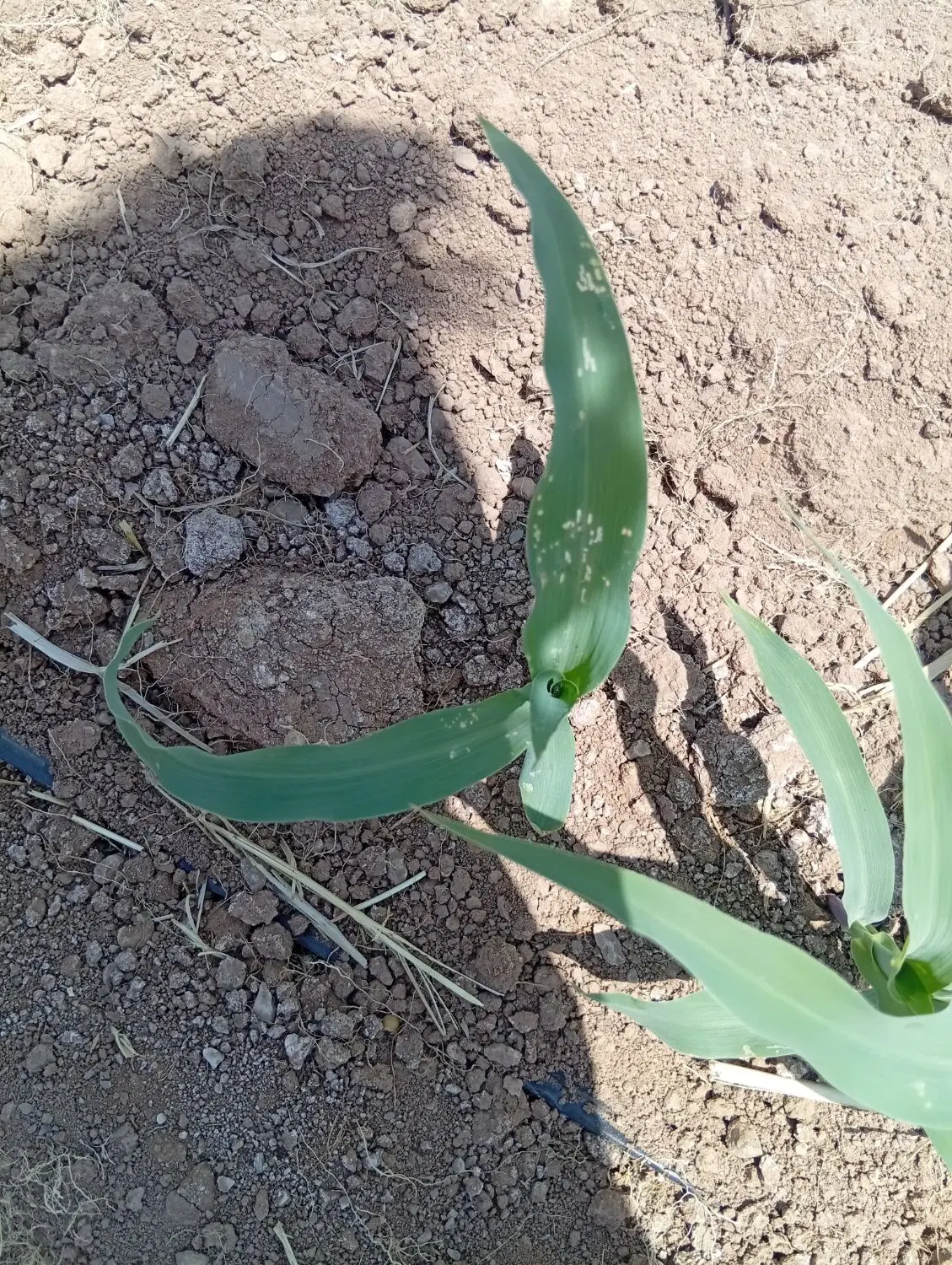 اجاره زمین کشاورزی