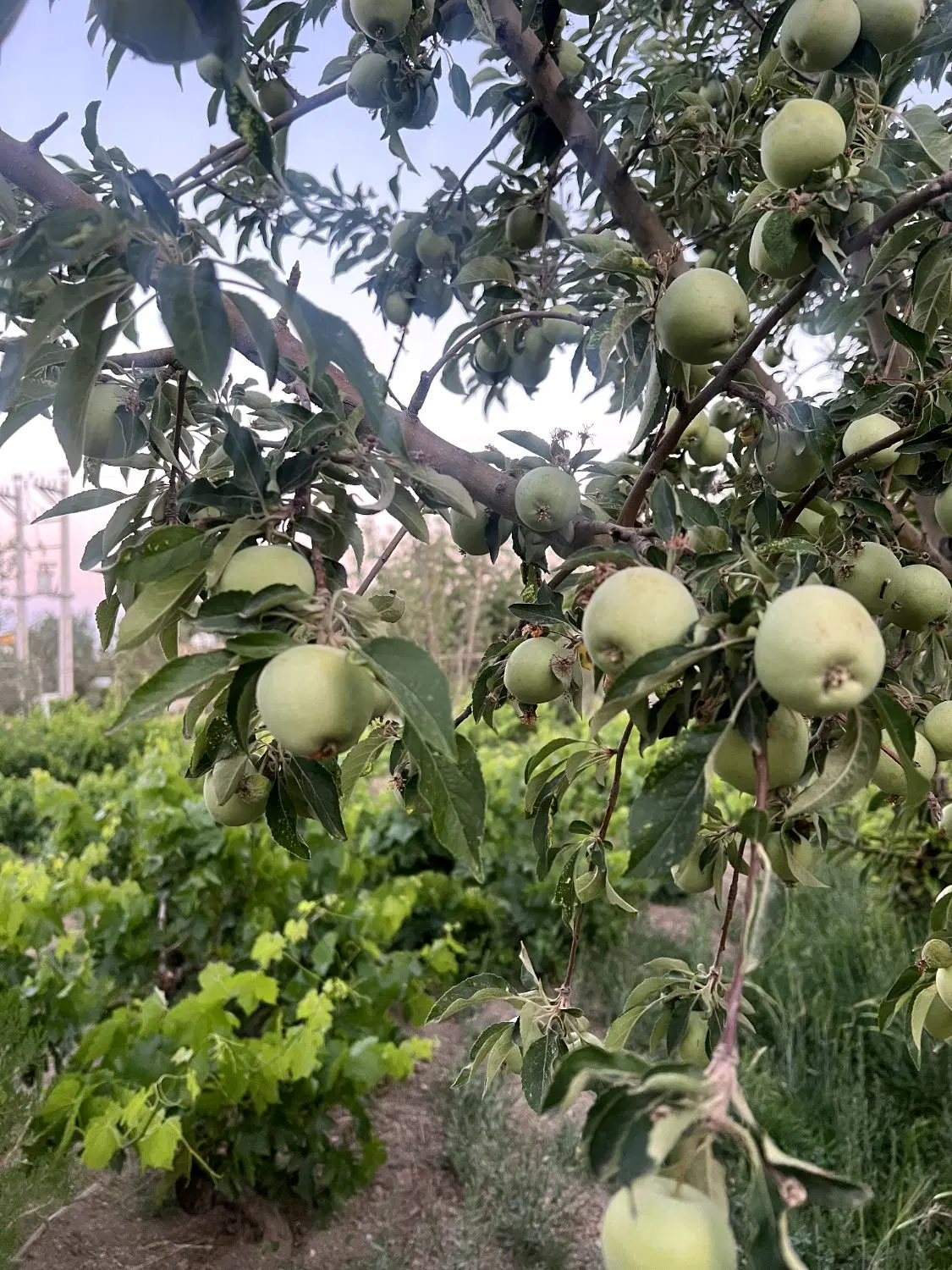 باغ زیبا اُکازیون
