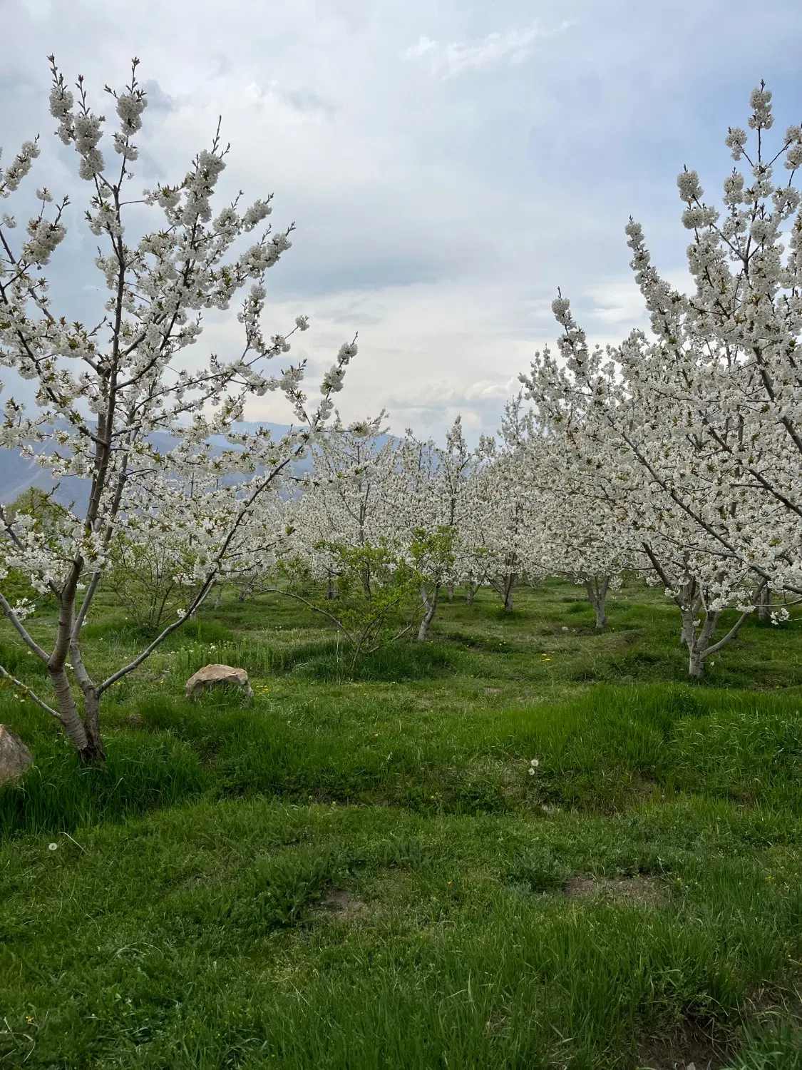 فروش باغ واقع در روستای نوسر
