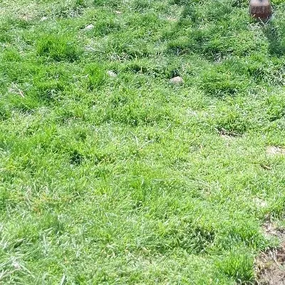 زمین شورین