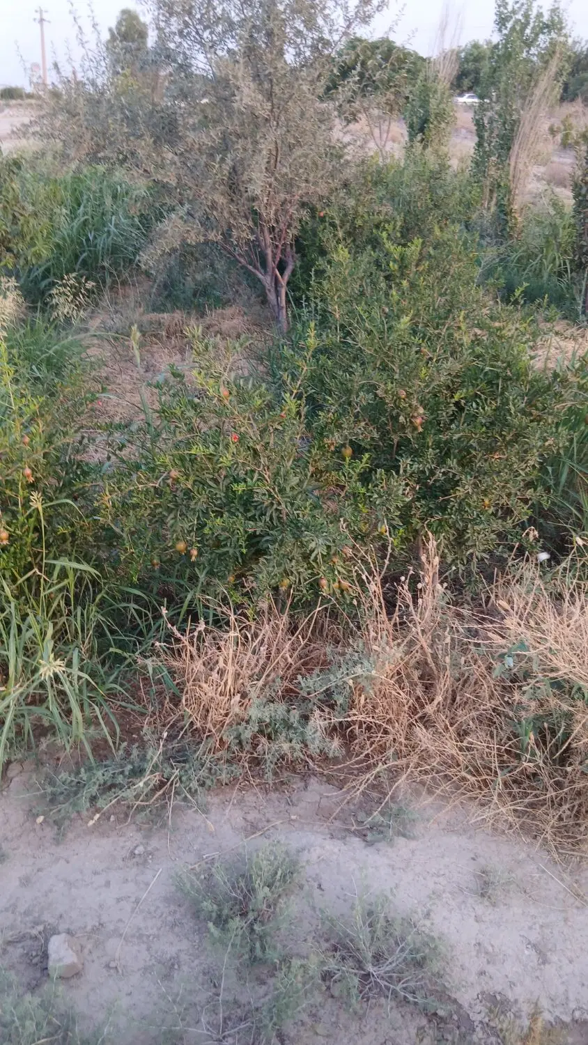باغ هزار متری