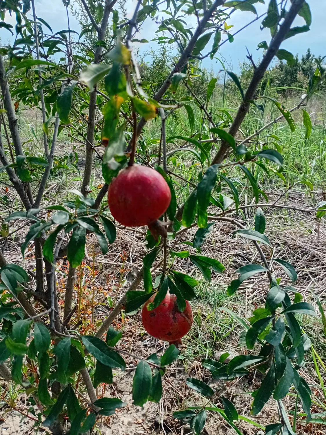زمین باغی نوده به سمت جعفرآباد