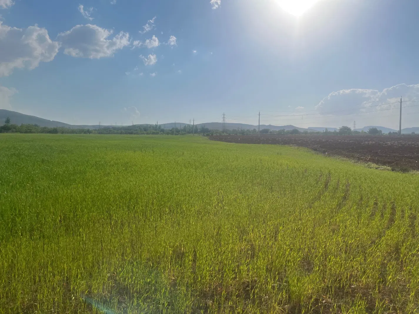 فروش زمین مزروعی