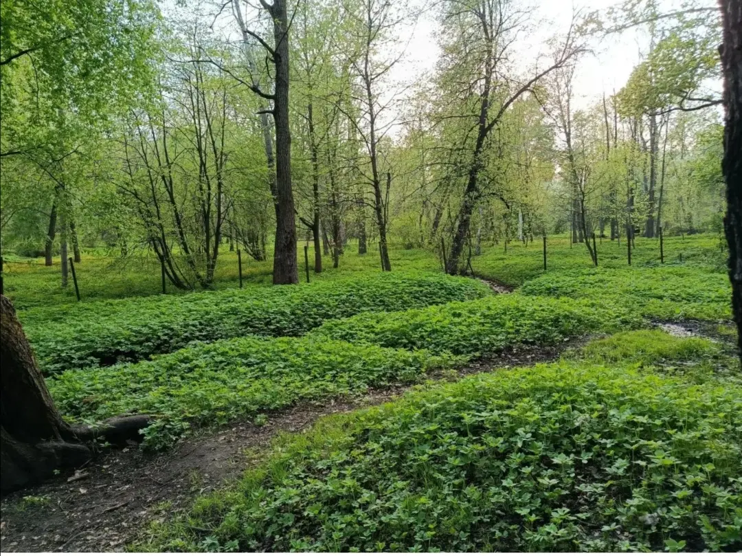 زمین خوشجا رو به پیشرفت