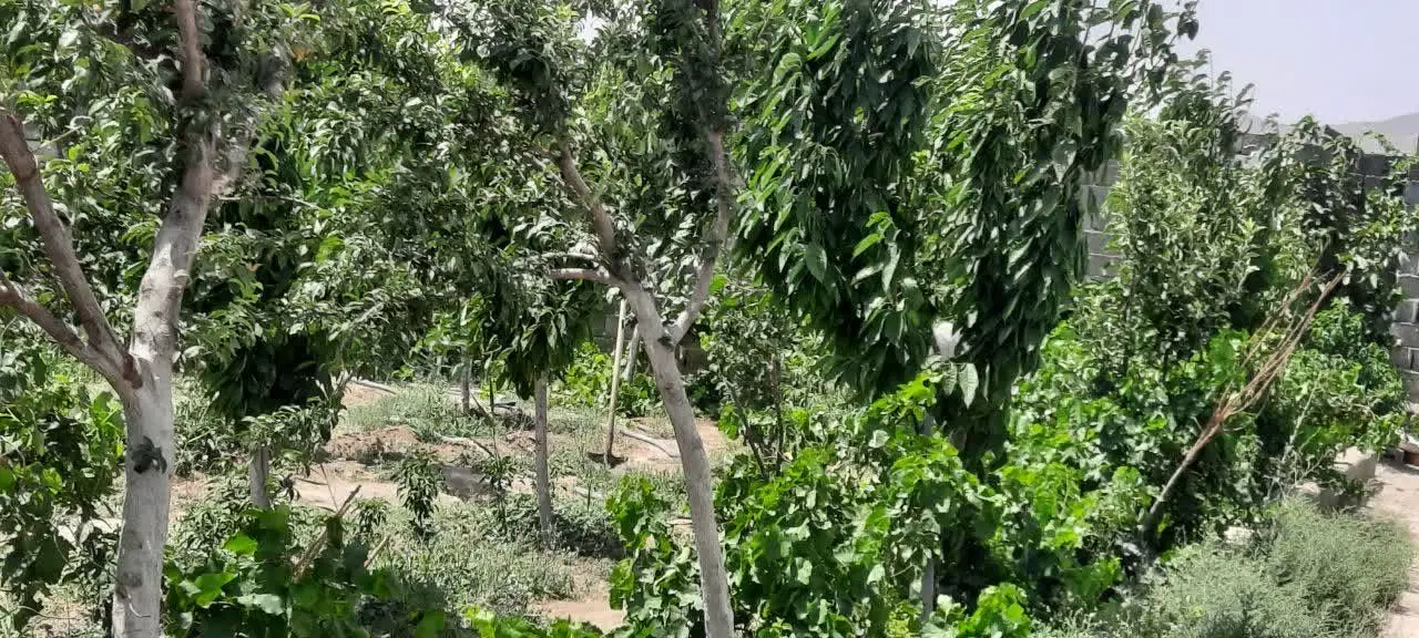 باغ
