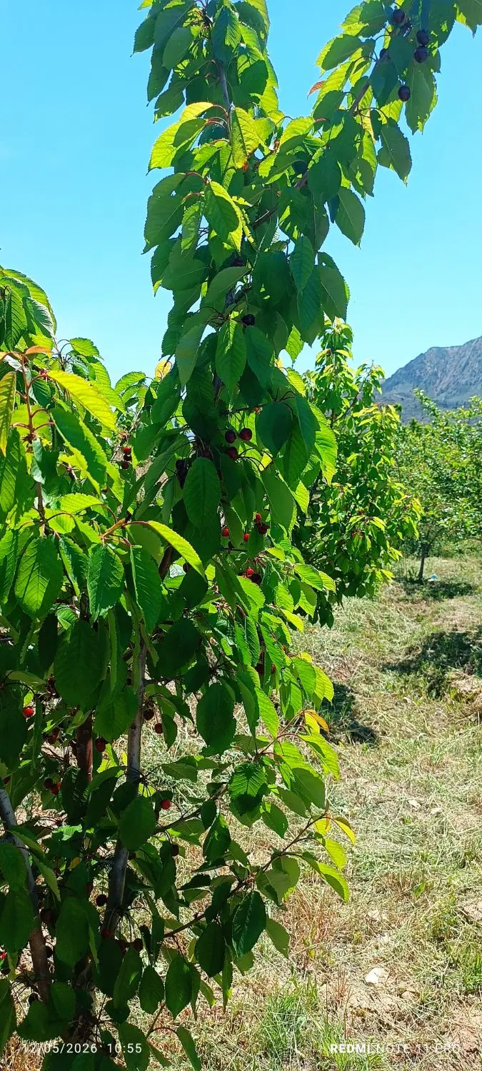 باغ گیلاس و آلبالو ۶ساله