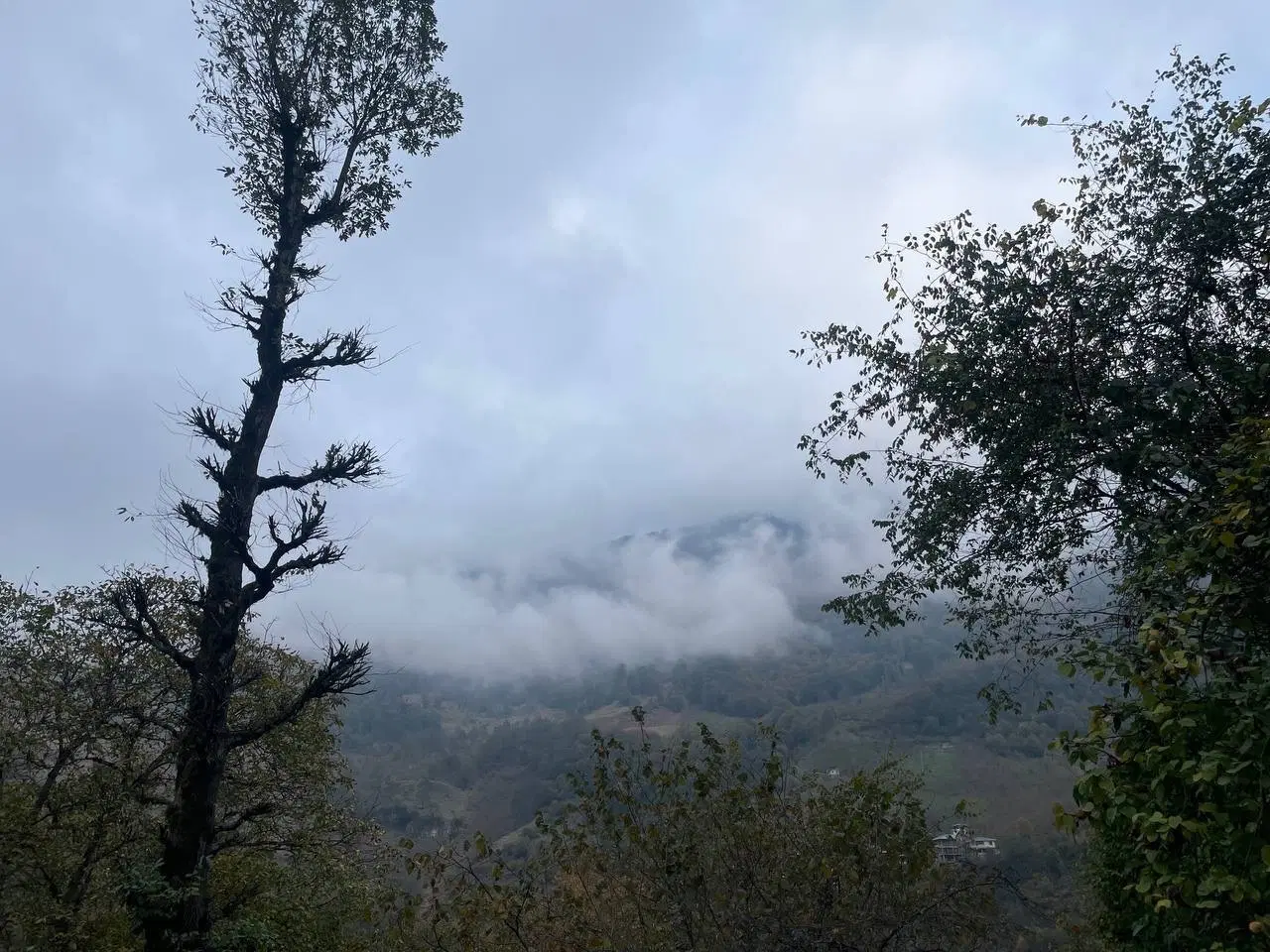 مشارکت