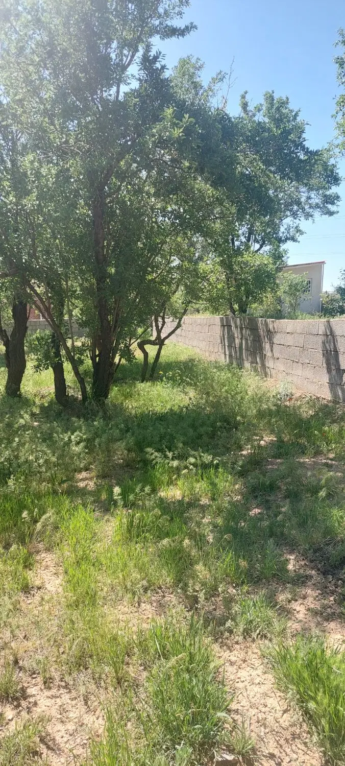 باغ بادام