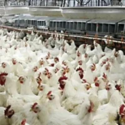 فروش مجوز و زمین پرورش مرغ