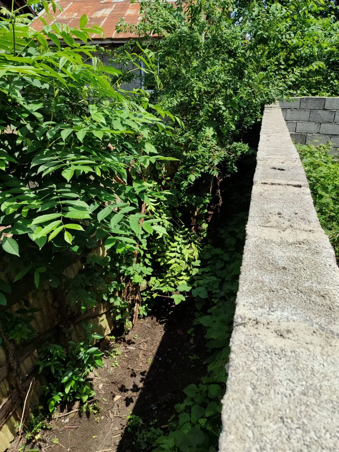 ۱۰۱متر مسکونی پنج دقیقه میدان چای (ابریشم) لاهیجان