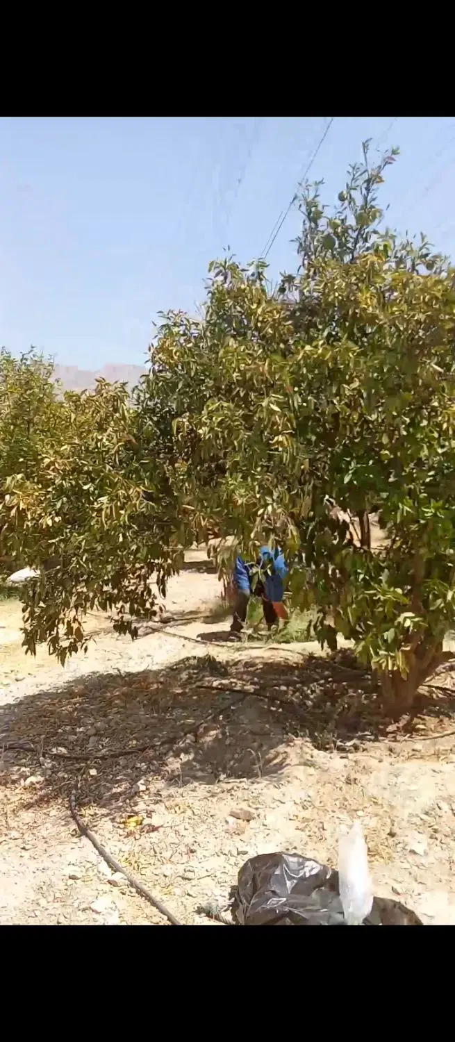 فروش باغچه شهری