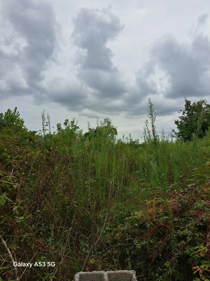 زمین ۶۰۸ متری نسقی_پسیخان_روستای  بیجارکنار
