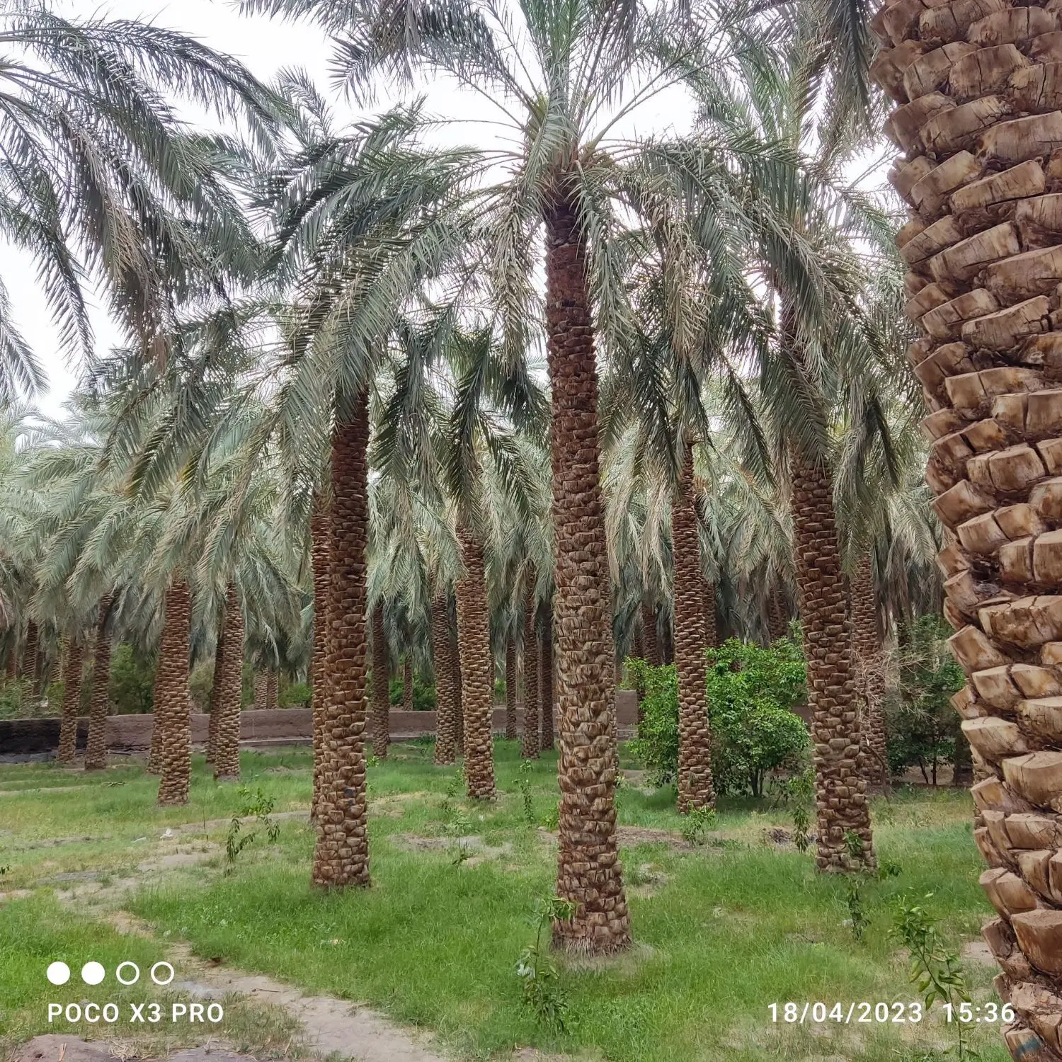 فروش 22 درخت خرما 450ملیون بروات