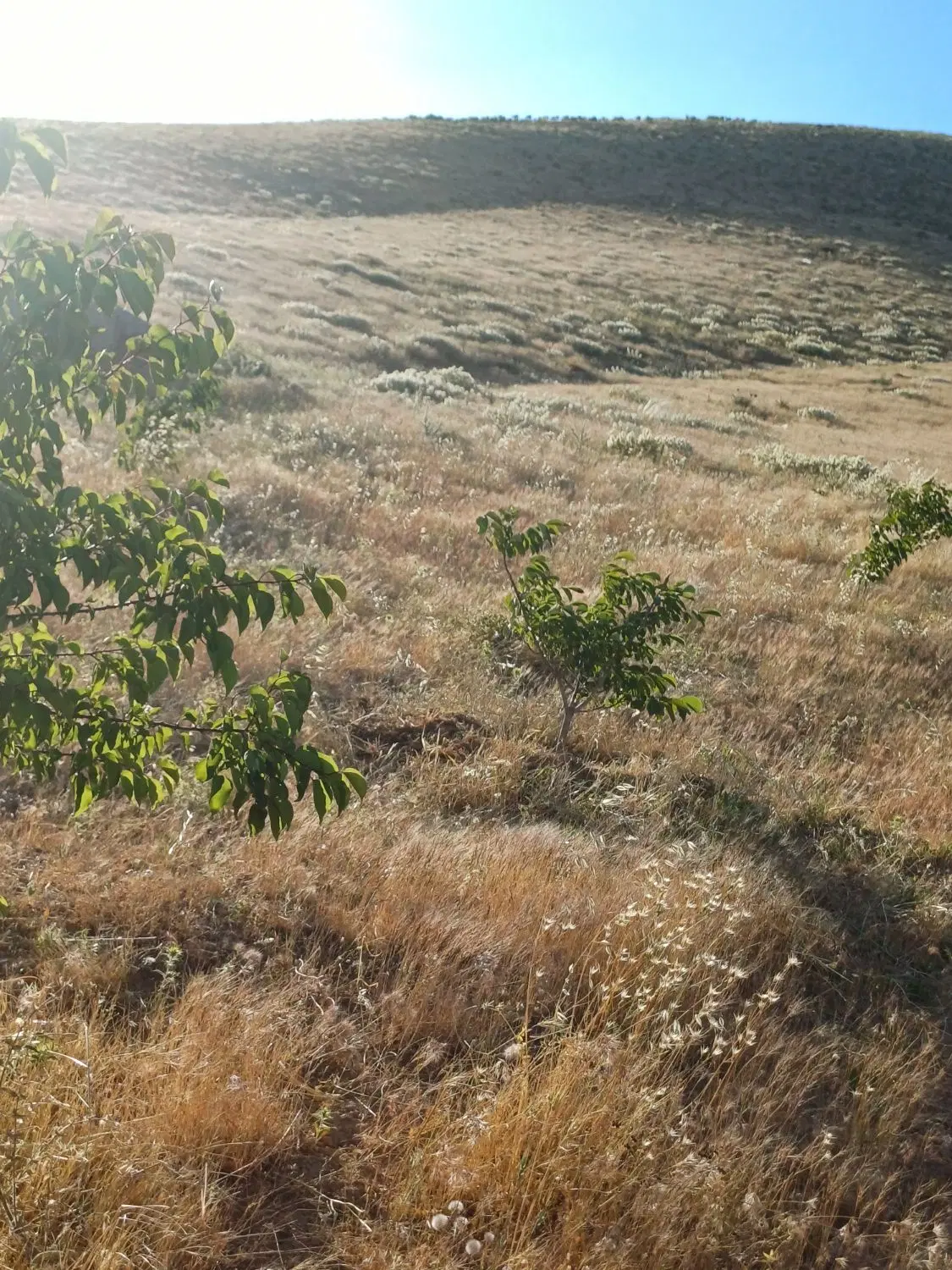 خانه کلنگی سبزه ای
