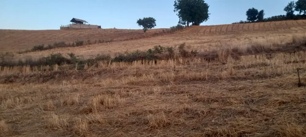 زمین کشاورزی حدودا2هکتار متری600000