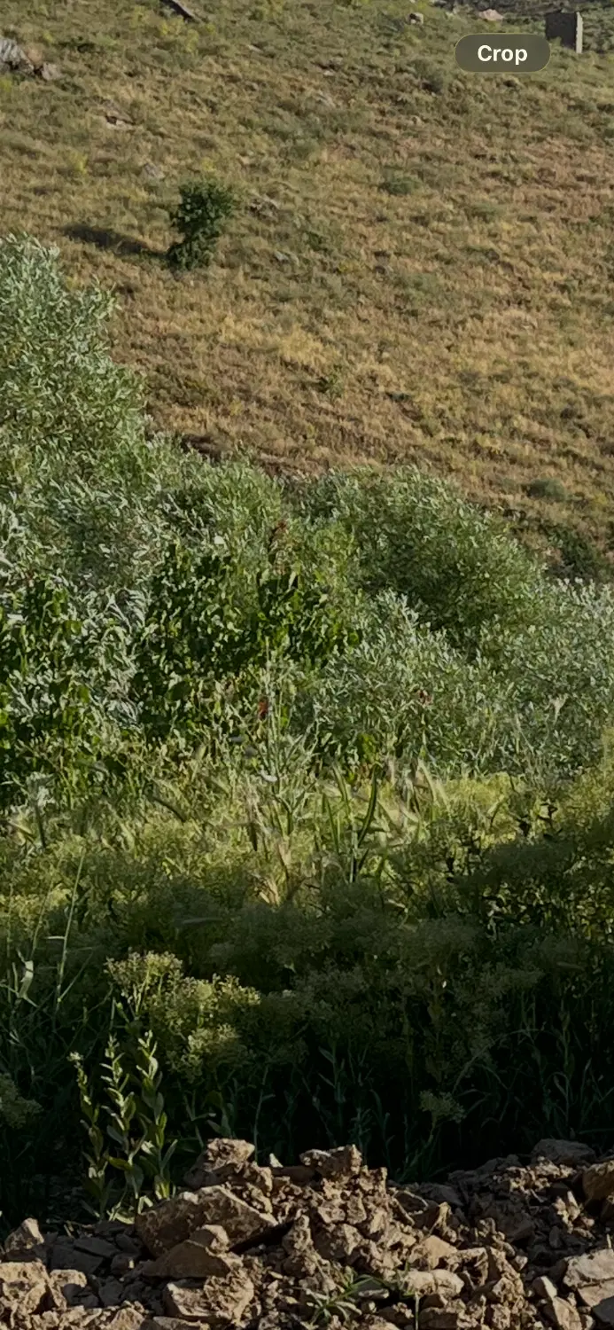 زمین اینده دار روی خیابان اصلی