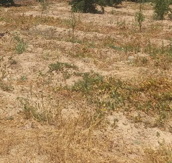 زمین مسکونی