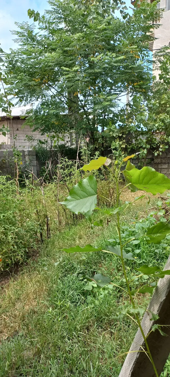 قطعه زمینی به مساحت تقریبی ۱۵۵ مترمیرشمس الدین