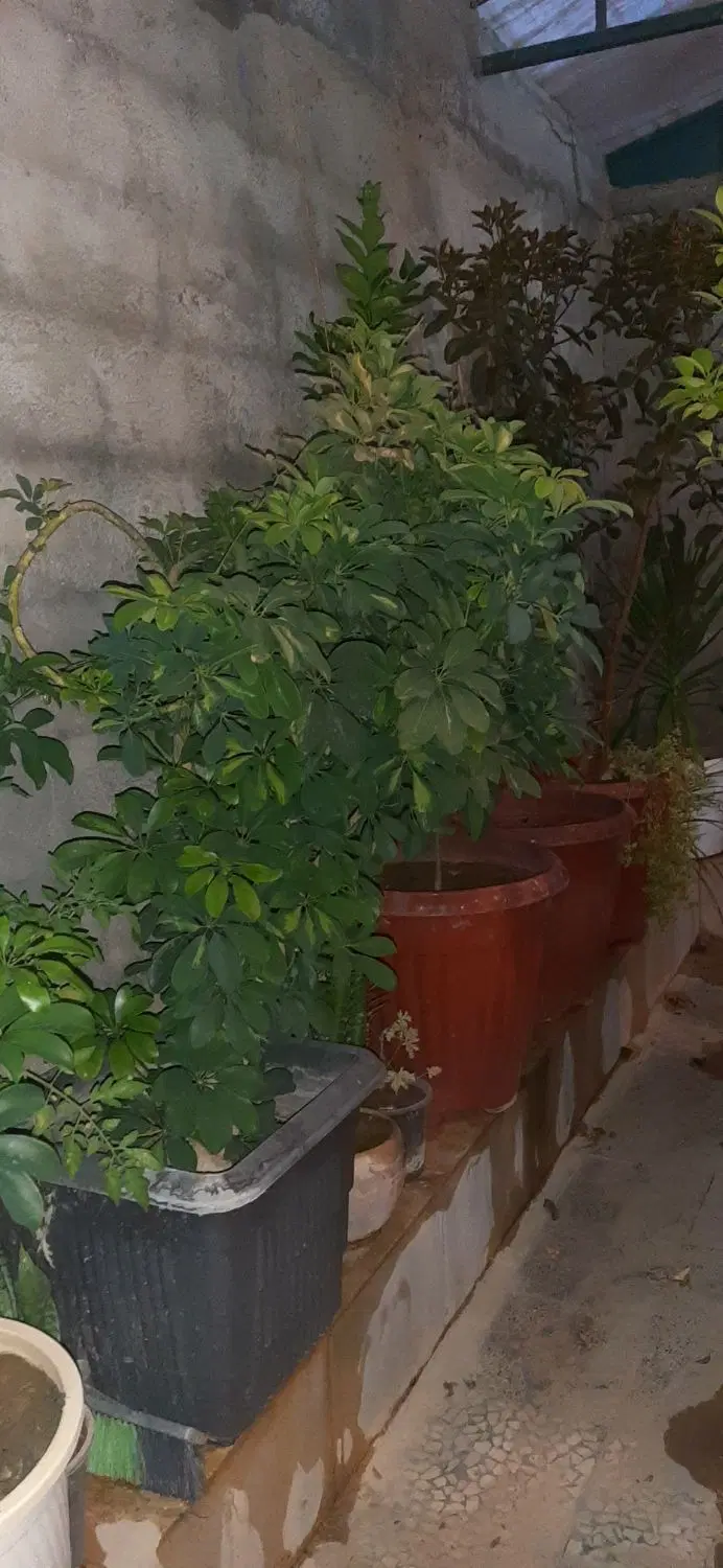 اجاره