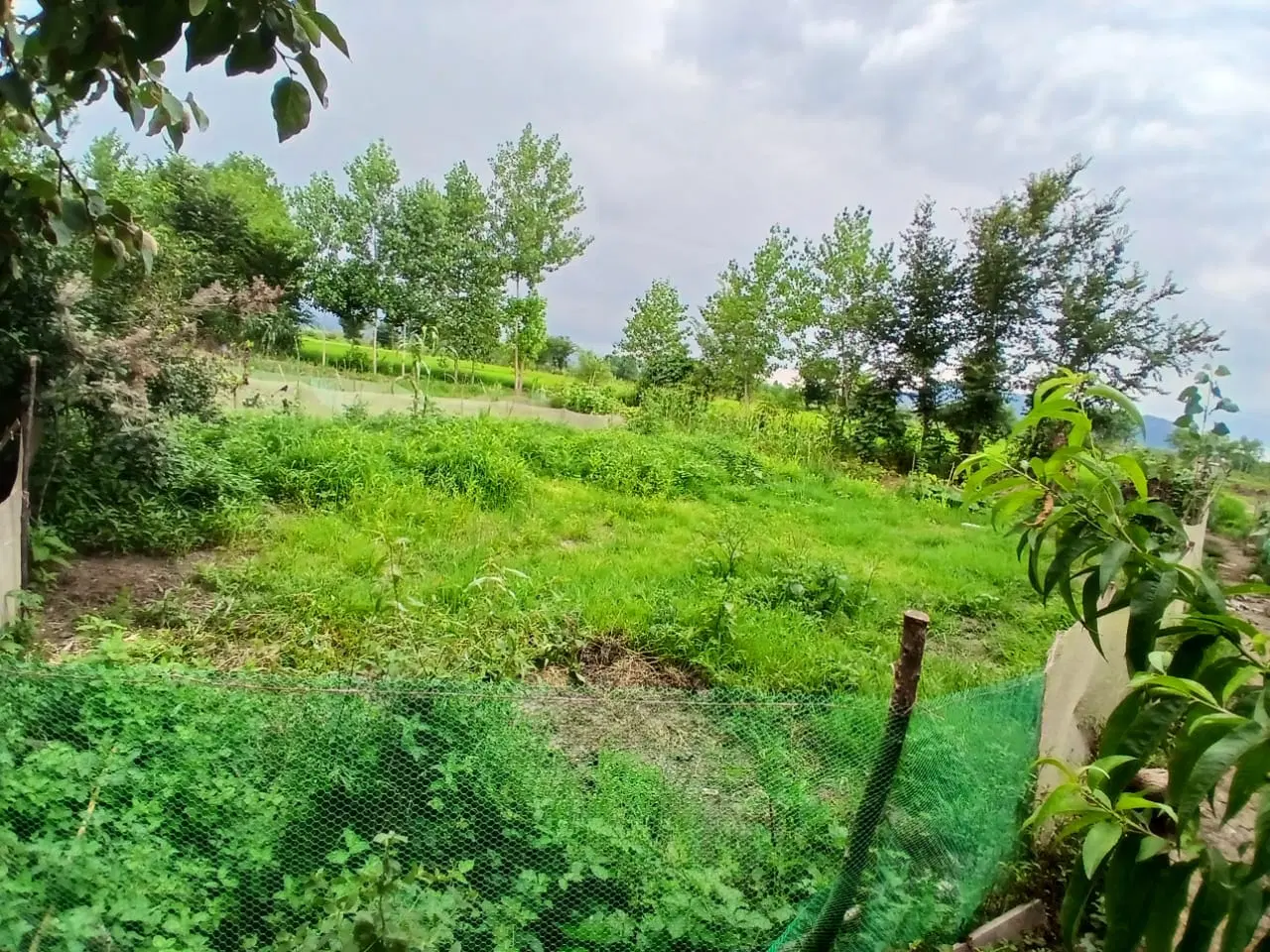 فروش ۵۰۰ متر زمین مسکونی در املش
