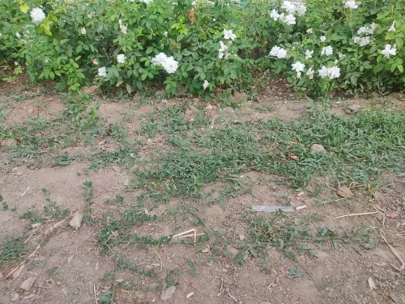 ۴۰۰مترزمین سیزی کاری بلوارنجفی همدان