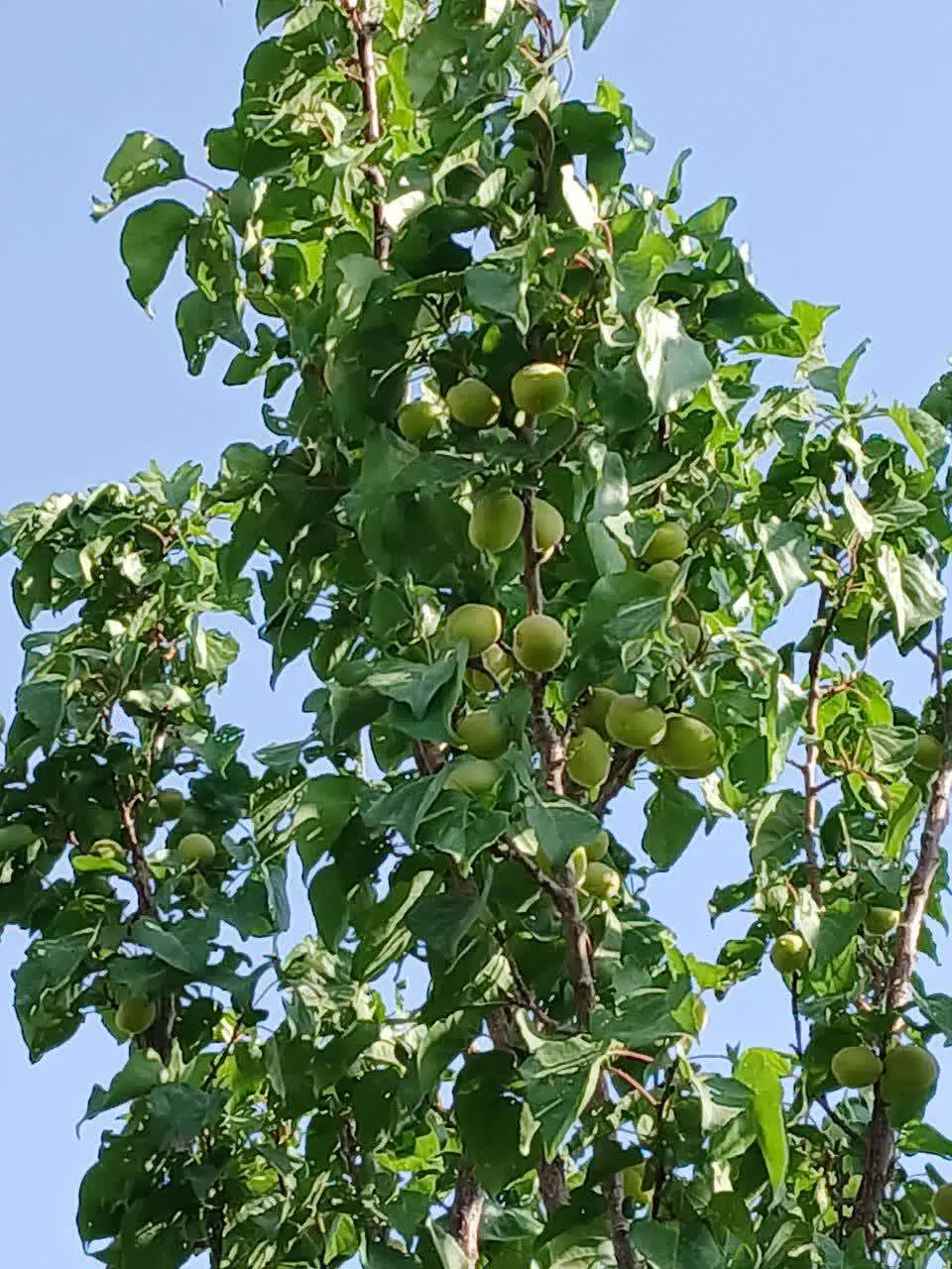 باغچه دو هزارمتری