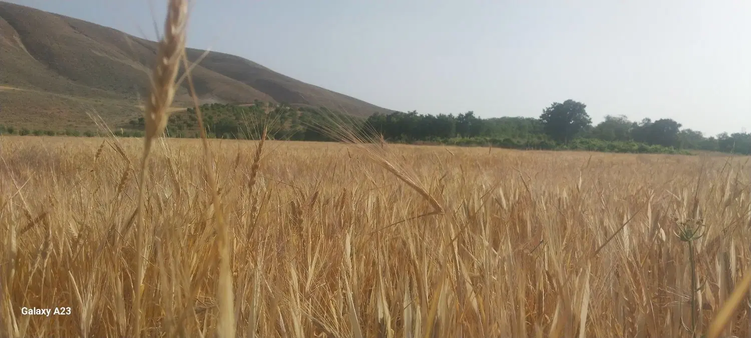 زمین نیمه مزاحم