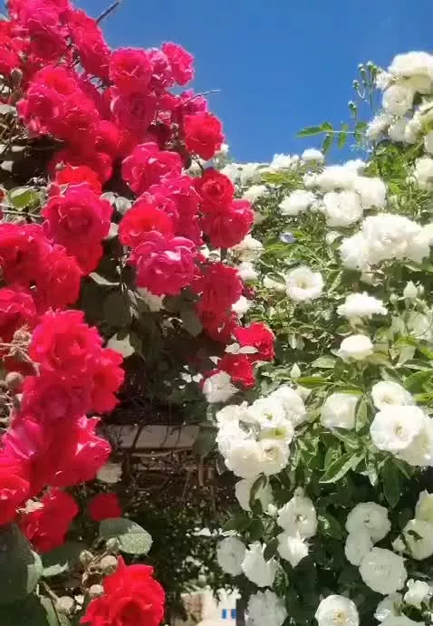باغ ویلا سرسبز در مکانی دنج و آرام