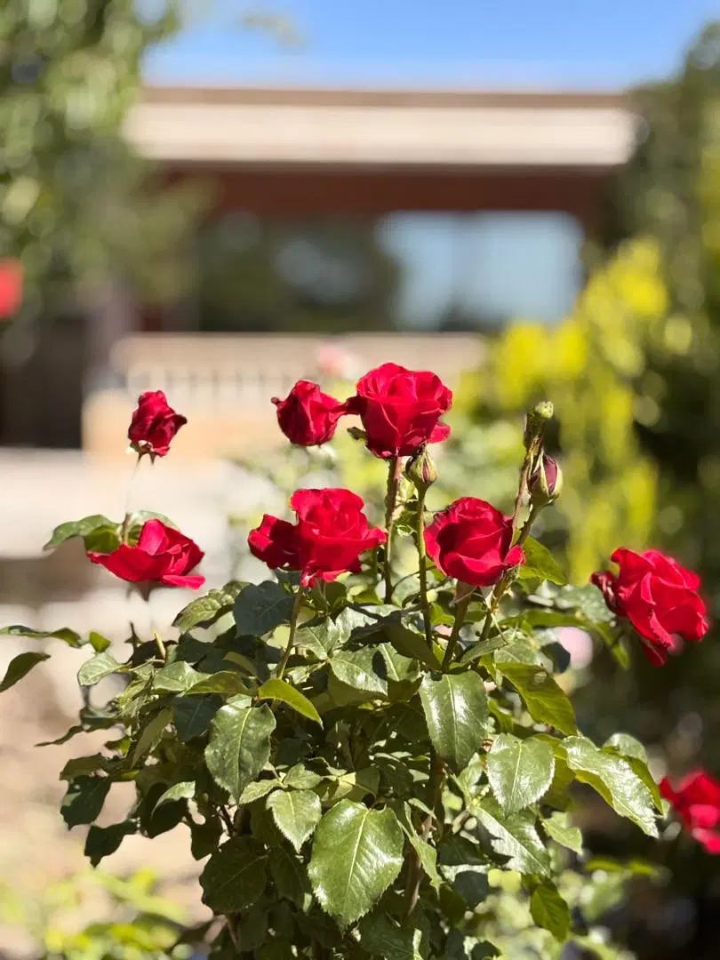 اجاره ویلا باغ روزانه استخر دار