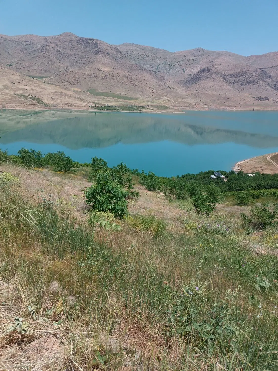فروش باغ 2 هکتاری