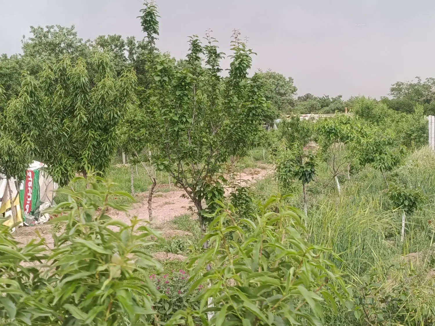 باغ به متراژ ۱۰۰۰متر دارای انواع درختان میوه و...