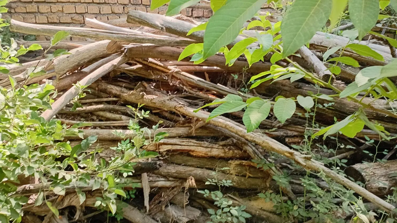 خانه باغ