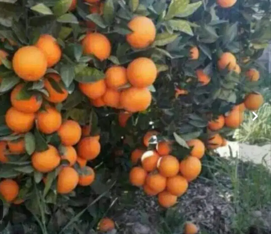 فروش باغ یک و ده هکتاری در گچساران