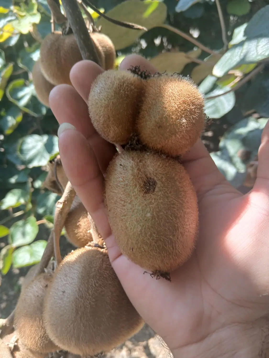 زمین باغ کیوی