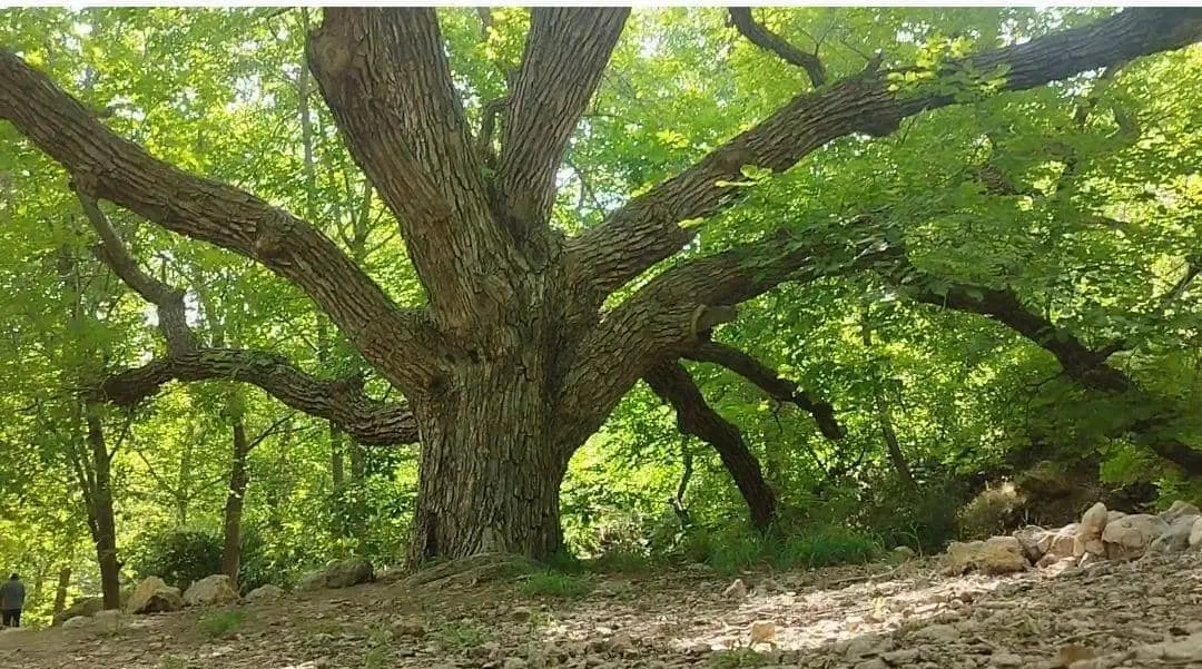 باغ تلسرو