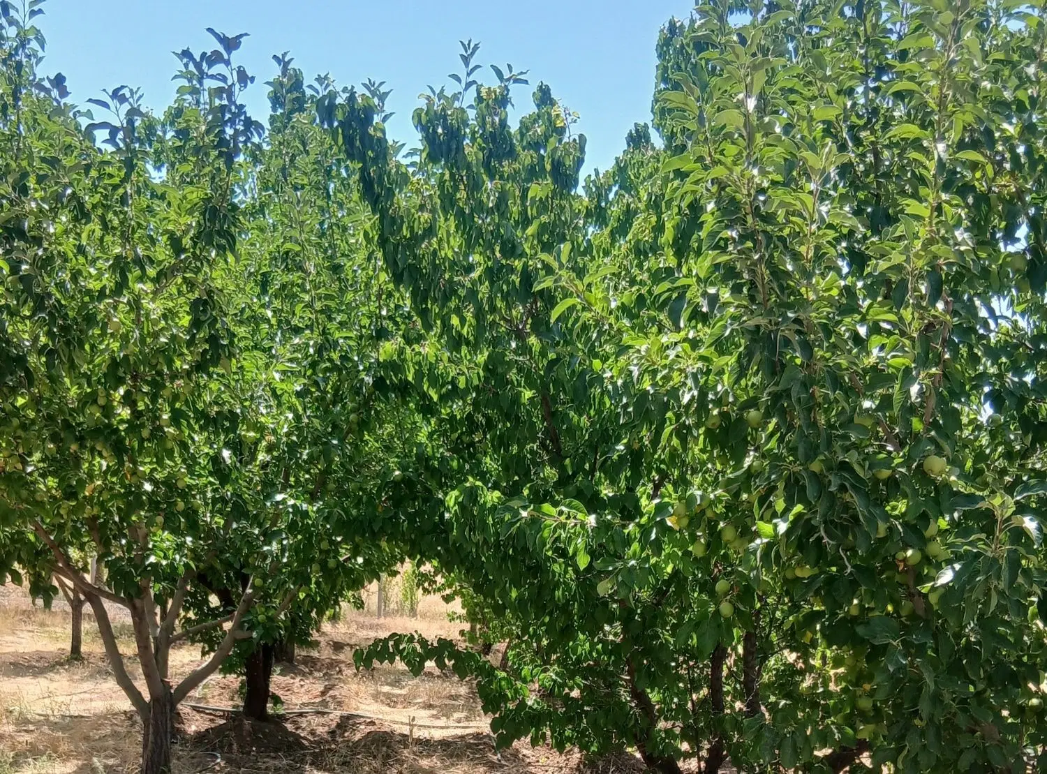 باغ شهر فرهنگیان
